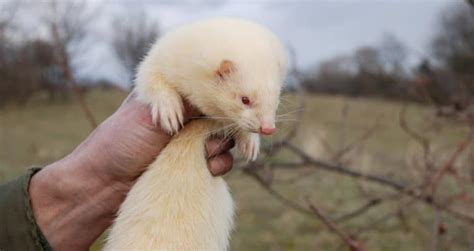 15 Types Of Ferrets Different Colors And Patterns Pictures