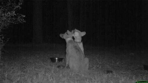 Strange Animal Pics Captured Out On The Trail Cam 19 Pics 1 