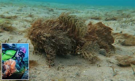 Bizarre Fish With Legs Takes A Stroll Along Seabed In 2021 Bizarre