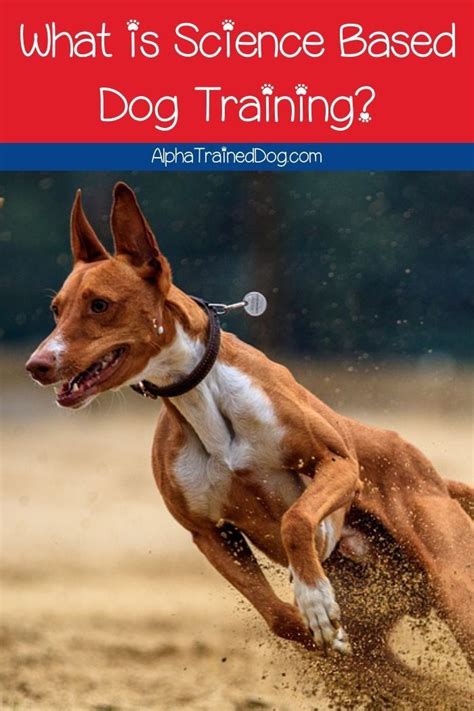What Is Science Based Dog Training Dog Training Alpha Dog Training
