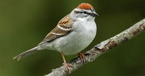 Chipping Sparrow Overview All About Birds Cornell Lab Of Ornithology