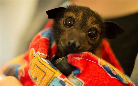 The Look On The Face Of This Rescued Bat Will Make You Want To Save