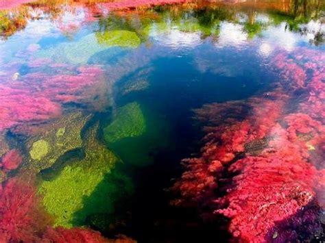 El Lago De 7 Colores Con Imágenes Caño Cristales