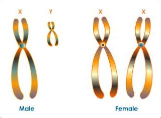 Answer To Frequently Asked Questions Male And Female Sex Chromosomes