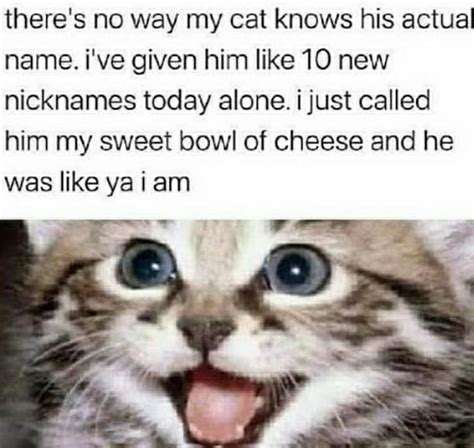 20 Wholesome Cat Memes For The Cat Lover S Wholesome Wednesday Treat Know Your Meme