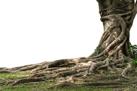 Twisted Trunk Tree Which Trees Have A Twisted Trunk