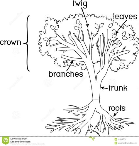 An illustration of a tree with roots and brightly colored leaves. Coloring Page. Parts Of Plant. Morphology Of Tree With ...