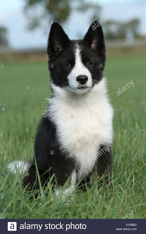 800 x 566 jpeg 68 кб. Karelian Bear Dog Stock Photo: 276208844 - Alamy