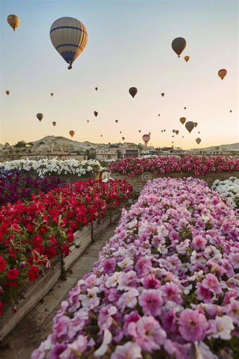 Balloons In Rose Valley Cappadocia Sunrise In Goreme Turkey Stock