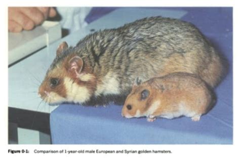 European Or Black Bellied Hamsters Cricetus Cricetus As Pets Pethelpful