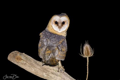 In birds of the world (s. Kerkuil / Tytonidae
