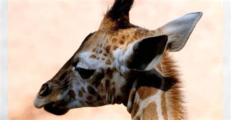 Nombran Jiya A La Jirafa Recién Nacida Del Zoológico De Chapultepec