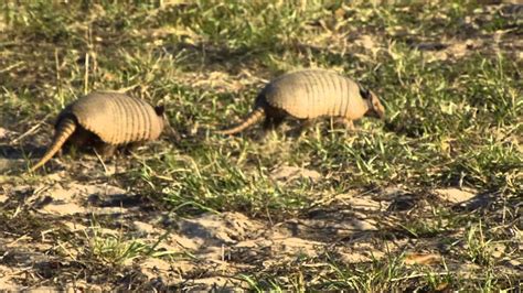 Mating Frenzy Of Six Banded Armadillos 3 Youtube