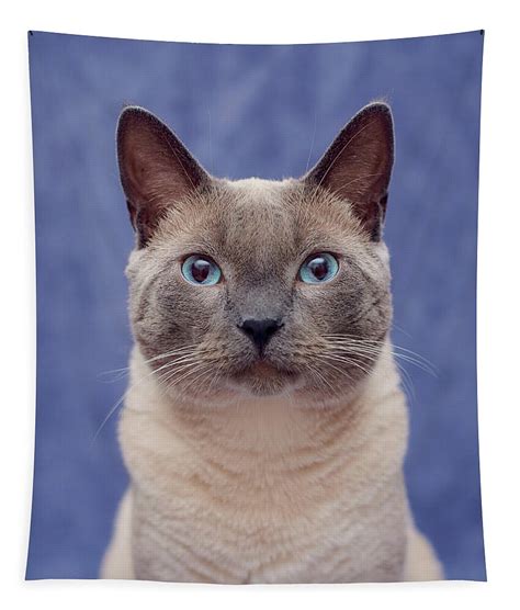 Mink Tonkinese Siamese Cat Portrait Tapestry For Sale By Calina Bell