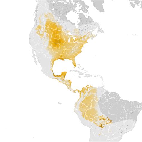 Eastern Kingbird Abundance Map Post Breeding Migration Ebird