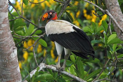 Guyana Simply Delicious Birding 10000 Birds