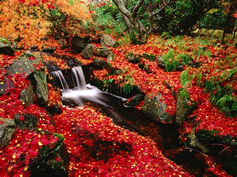 Waterfall Covered By Fall Leaves Landscapes Pinterest