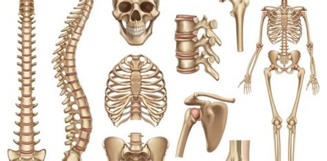 Cuantos Huesos Tiene El Esqueleto Humano Esqueleto Humano Images