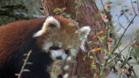 Woodland Park Zoo Red Pandas Escape Enclosure Kiro 7 News Seattle