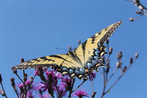 Butterfly Pic Taken At Creekbend Vineyard Elletsville In Butterfly