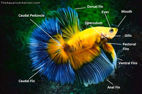 Betta Fish Anatomy Facts And Breathing The Aquarium Adviser Fish