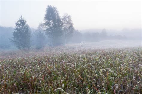 Foggy Morning Meadow Landscape Stock Photo Image Of Dawn Country