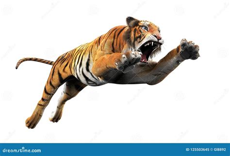 Dangerous Bengal Tiger Roaring And Jumping Isolated Stock Photography