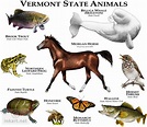 State Animals of Vermont | Flickr - Photo Sharing!