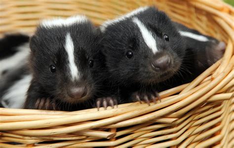 Keeping Pet Skunks Care And Reasons To Have Skunks As Pets Dogs
