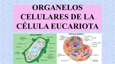 Organelos De La Celula