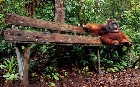 Orangutan Wallpaper And Background Image 1680x1050 Id