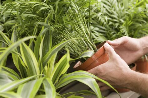 Human Hands Holding Potted Plant Stock Image Image Of Nature Houseplant