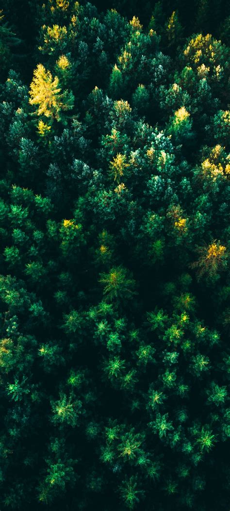 Green Trees Wallpaper 4k Forest Aerial View Greenery Drone Photo