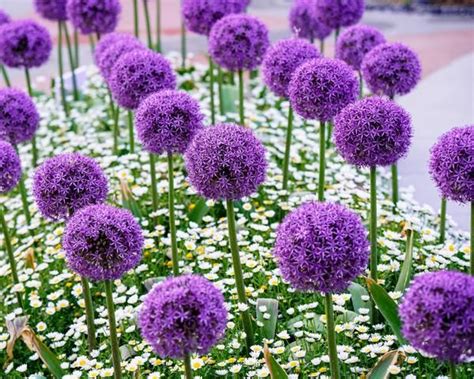 Allium Giganteum Bulbs Buy Big Alliums Online At Farmer Gracy UK
