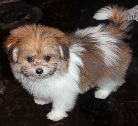 Adopt george a gray/blue/silver/salt & pepper shih tzu / mixed dog in lewiston, me (31299699. Pom-Shih Puppy for Sale in Boca Raton, South Florida.
