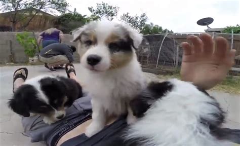 Video Australian Shepherd Puppies Playing With Dad Close