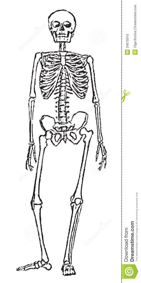 Skeleton Anatomy Stock Photo Image 34675910
