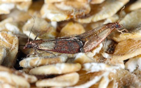 How To Get Rid Of Pantry Bugs Naturally