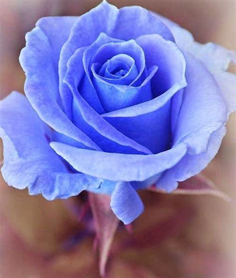 Rosa Azul ดอกไม้สวย ๆ ดอกไม้สวย กุหลาบสีชมพู