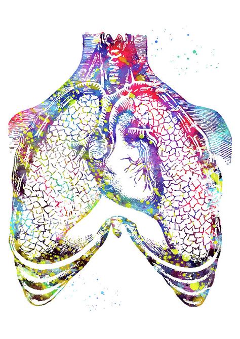 Human Heart And Lungs 2 Digital Art By Erzebet S Pixels