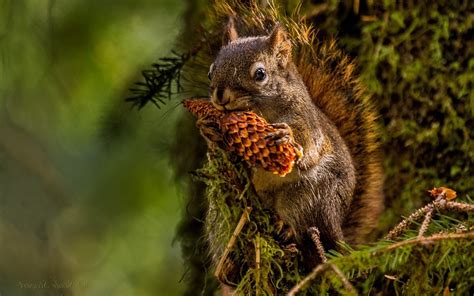 Fond Décran Animaux La Nature écureuil Faune Stalactite Pommes