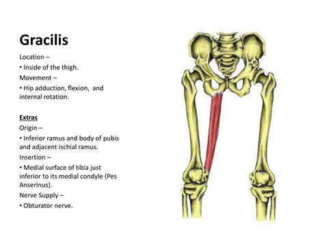 Cadaver Anatomy Gracilis Muscle Insertion
