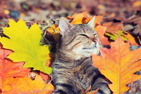 Cute Cat Lying In The Autumn Park On The Colorful Fallen Leaves Royalty