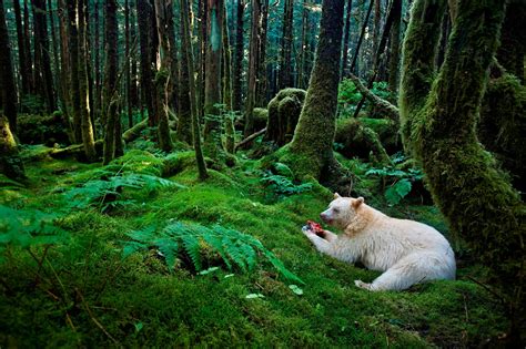 Spectacular Photos Reveal Newly Protected Great Bear