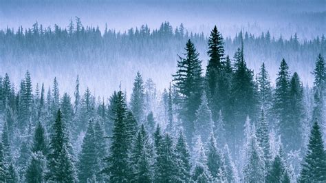 Wallpaper Thielsen Oregon Smoky Mountains Trees Nature Landscape