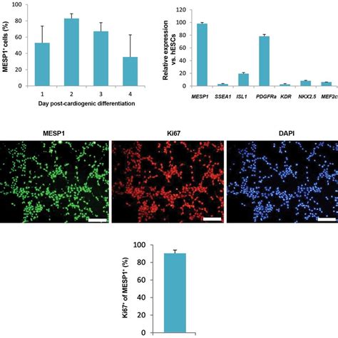 Characterization Of Human Embryonic Stem Cell Hesc Derived