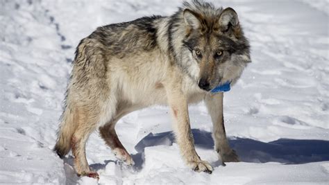 Mexican Gray Wolf Population Hits High Of 113 In Wilds Of Arizona New