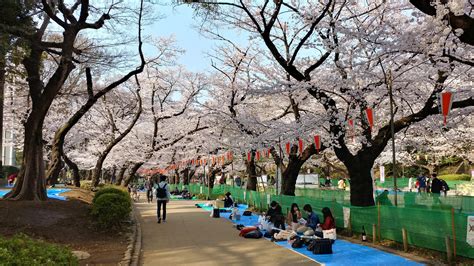 Ueno Park Cherry Blossoms In Late March Rjapanpics