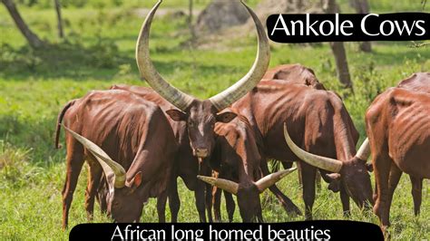 Horns Of Africa The Majesty Of Ankole Cows And Their Unique Legacy