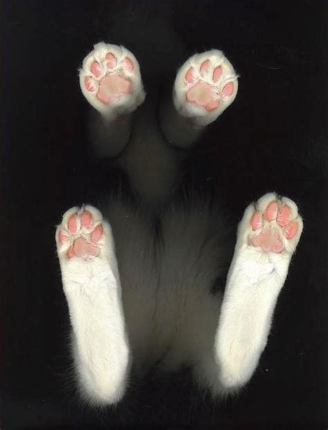 Ten Of The Very Best Pictures Of Cats Paws